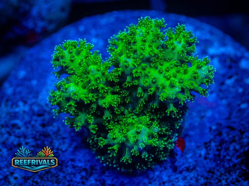 TSA Neon Green Pocillopora coral image from ReefRivals, listed as Pocillopora sp. and SPS Branching
