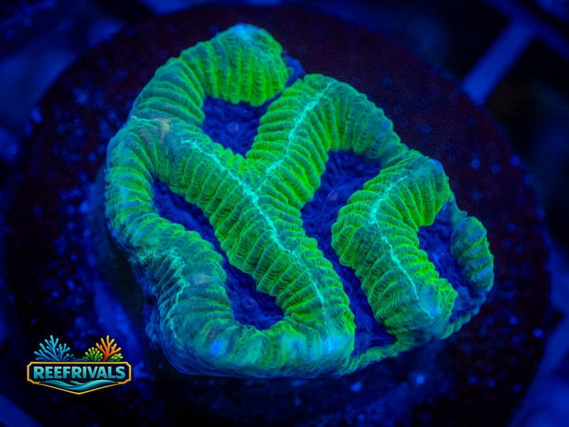 QCC Icy River Platy coral image from ReefRivals, listed as Platygyra sp. and Encrusting