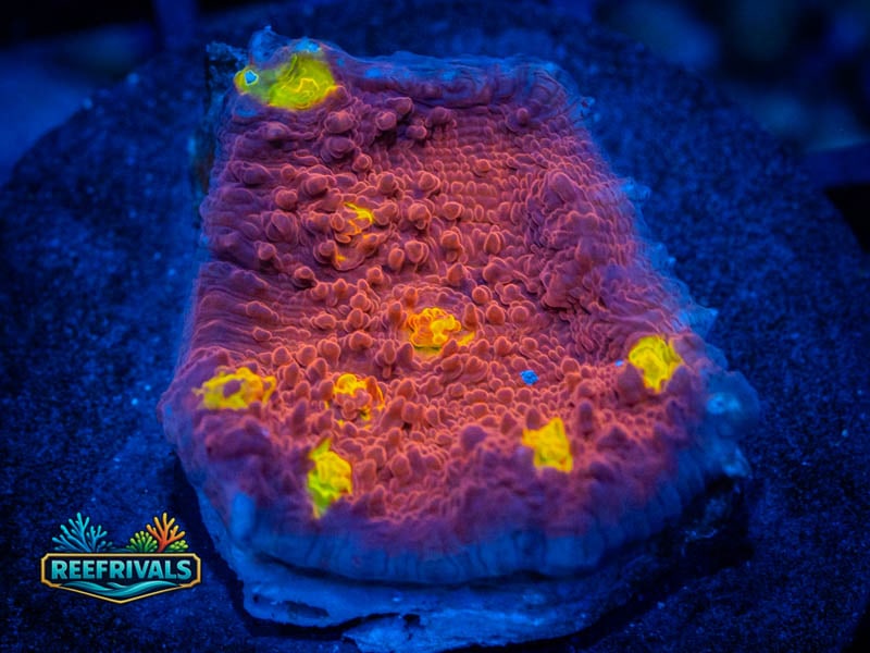 WWC Jelly Bean Chalice WYSIWYG coral image | ReefRivals WWC Jelly Bean Chalice coral image from ReefRivals, listed as Echinophyllia sp. and Chalices