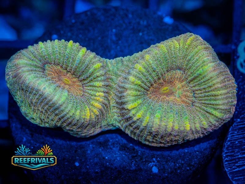 RVL Glitter Bomb Favia WYSIWYG coral image | ReefRivals RVL Glitter Bomb Favia coral image from ReefRivals, listed as Favia sp. and Favias