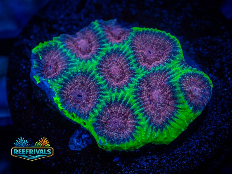 WA Christmas Favia coral image from ReefRivals, listed as Favia sp. and Favias