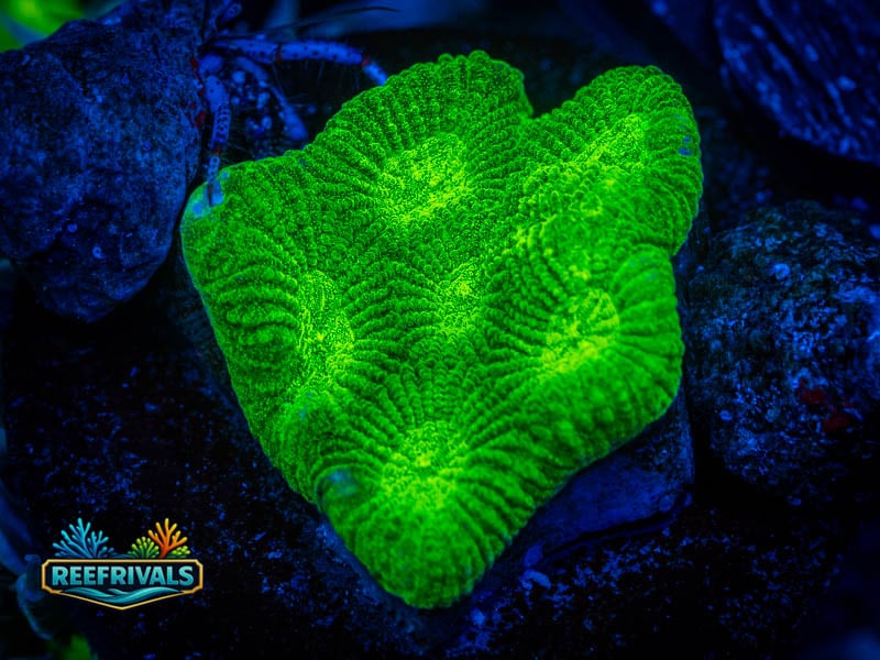 CC Toxic Green Favia WYSIWYG coral image | ReefRivals CC Toxic Green Favia coral image from ReefRivals, listed as Favia sp. and Favias