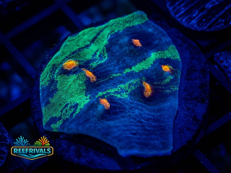 RVL Rainbow Chalice (Show Grade) coral image from ReefRivals, listed as Echinophyllia sp. and Chalices