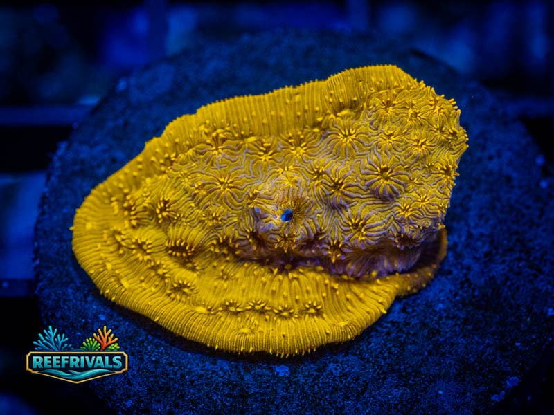 WWC Golden Pavona coral image from ReefRivals, listed as Pavona sp. and SPS Plating