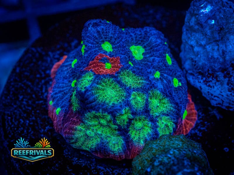 ARC God of War Coral WYSIWYG image | ReefRivals ARC God of War Coral coral image from ReefRivals, listed as Favia sp. and Favias