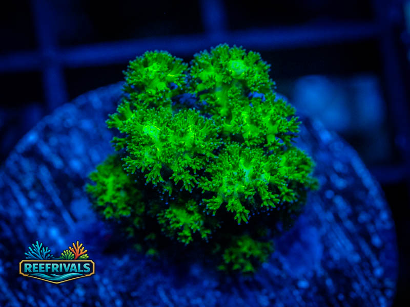 CC Fiji Green Pocillopora WYSIWYG coral image | ReefRivals CC Fiji Green Pocillopora coral image from ReefRivals, listed as Pocillopora sp. and SPS Branching