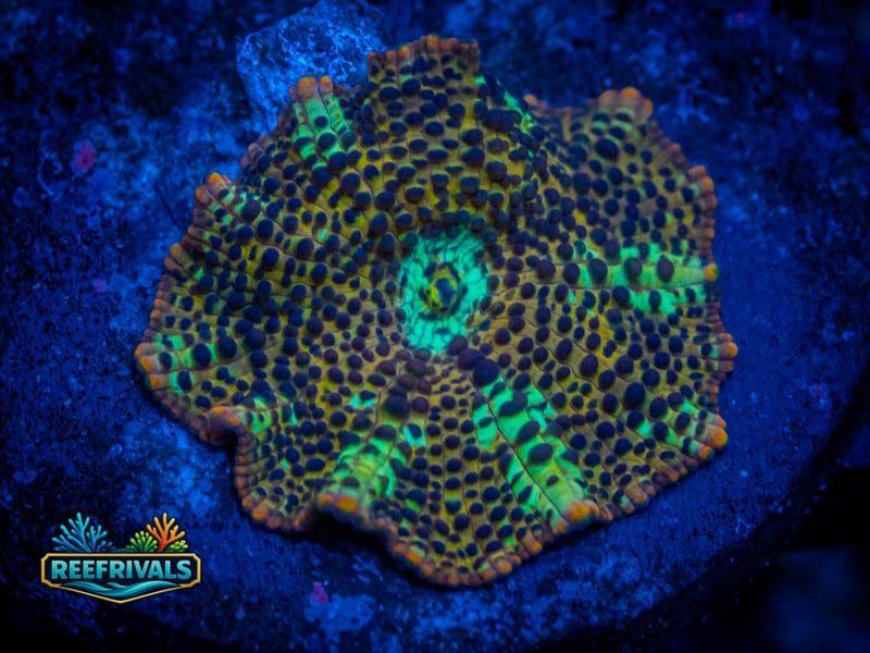 RVL Leopard Skin Disco WYSIWYG coral image | ReefRivals RVL Leopard Skin Disco coral image from ReefRivals, listed as Discosoma spp. and Mushrooms