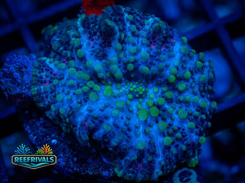 RVL Green Nerds Disco WYSIWYG coral image | ReefRivals RVL Green Nerds Disco coral image from ReefRivals, listed as Discosoma sp. and Mushrooms