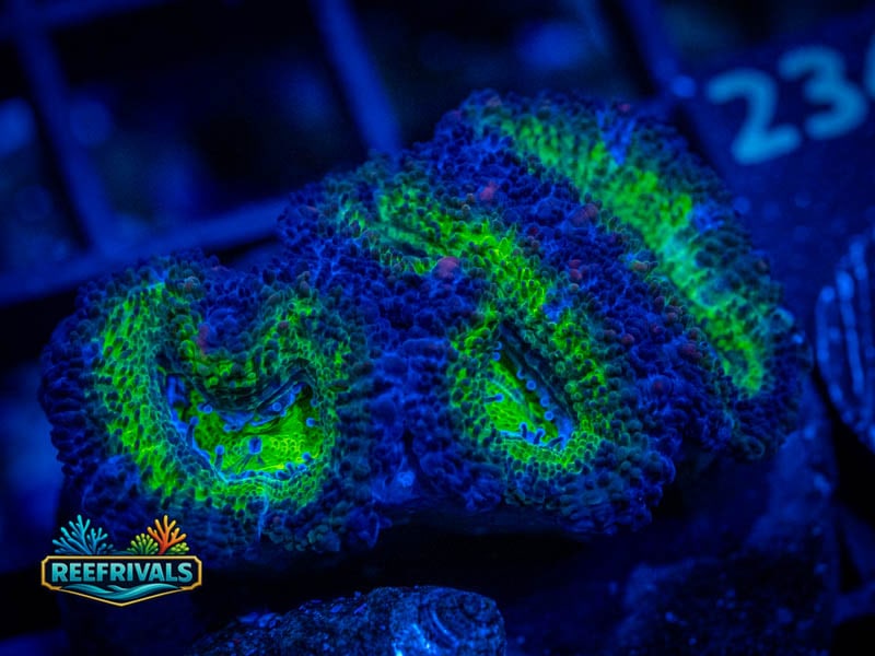 WWC Green Orge Aussie Lord coral image from ReefRivals, listed as Micromussa sp. and Acans