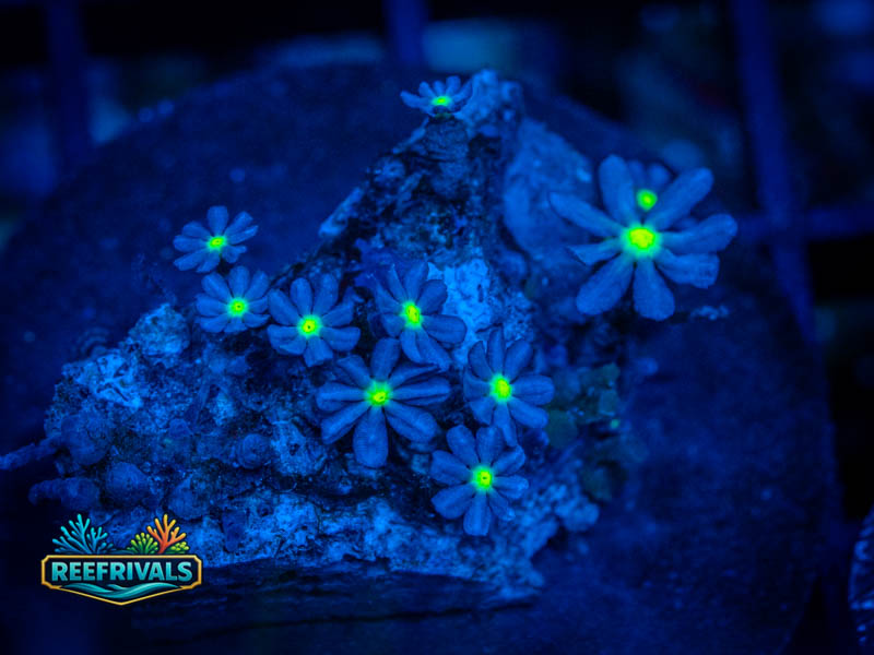 WWC Midnight Daisy Clove Polyps coral image from ReefRivals, listed as Clavularia sp. and Soft Coral