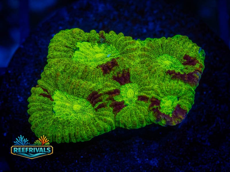 RVL Ultra Green Favia coral image from ReefRivals, listed as Favia sp. and Favias