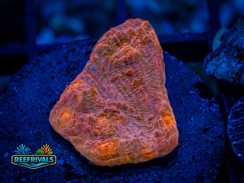RVL Proper Peach Chalice coral image from ReefRivals, listed as Echinophyllia sp. and Chalices