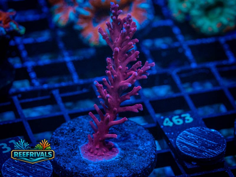 TSA Red Dragon Acropora coral image from ReefRivals, listed as Acropora sp. and Acros