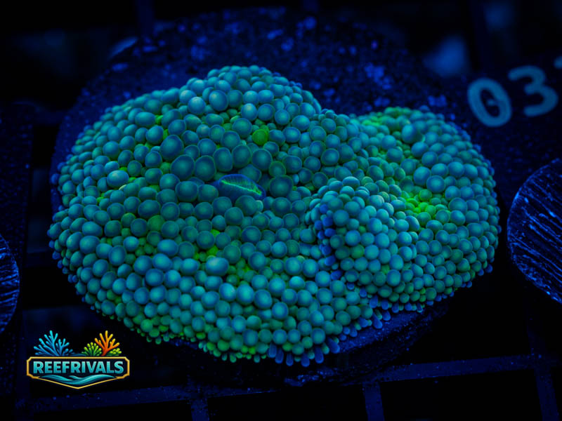 TSA Teal Ricordea Mushroom WYSIWYG coral image | ReefRivals TSA Teal Ricordea Mushroom coral image from ReefRivals, listed as Ricordea florida and Mushrooms
