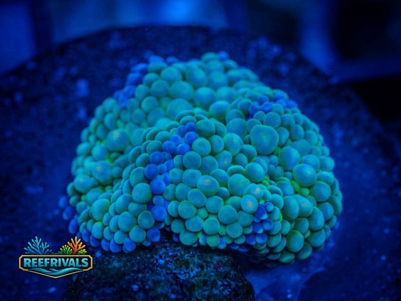 TSA Teal Ricordea Mushroom coral image from ReefRivals, listed as Ricordea florida and Mushrooms