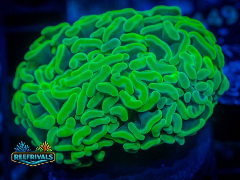 RVL Ultra Green Hammer (2 Heads) coral image from ReefRivals, listed as Fimbriaphyllia ancora and Hammers