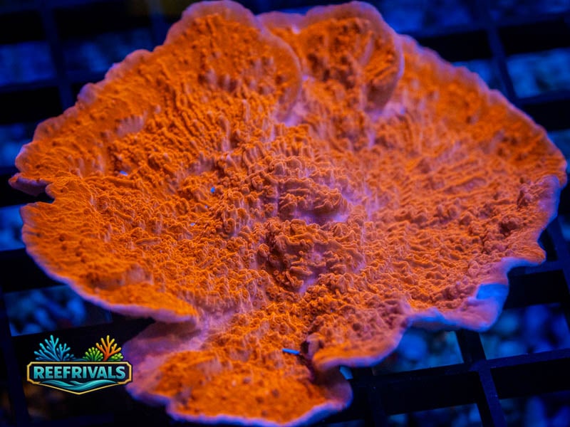 RVL Candy Cap Monti (XL) coral image from ReefRivals, listed as Montipora sp. and Montis