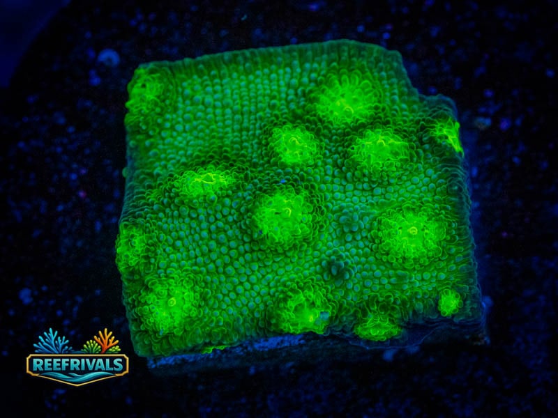 ECC Hollywood Stunner Chalice coral image from ReefRivals, listed as Echinophyllia sp. and Chalices