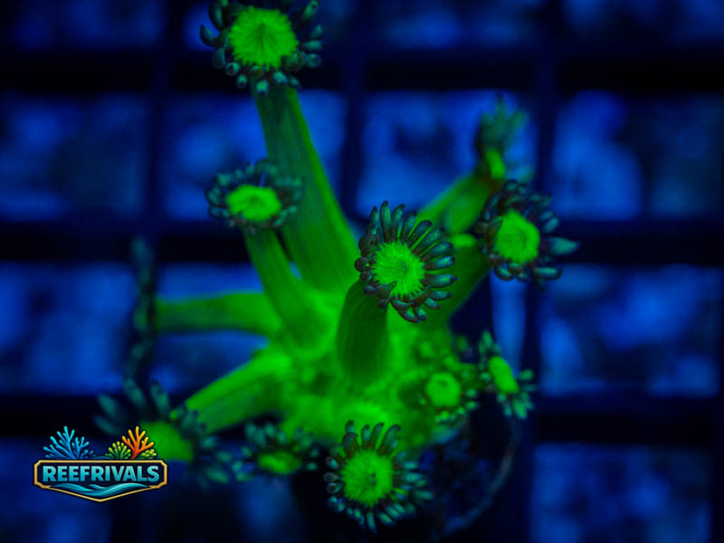 WWC Shadow Flame Goni coral image from ReefRivals, listed as Goniopora sp. and Gonis