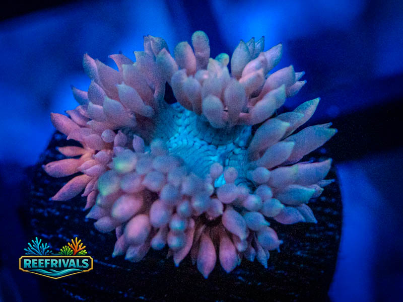 TG Strawberries and Cream Goni WYSIWYG coral image | ReefRivals TG Strawberries and Cream Goni coral image from ReefRivals, listed as Goniopora sp. and Gonis