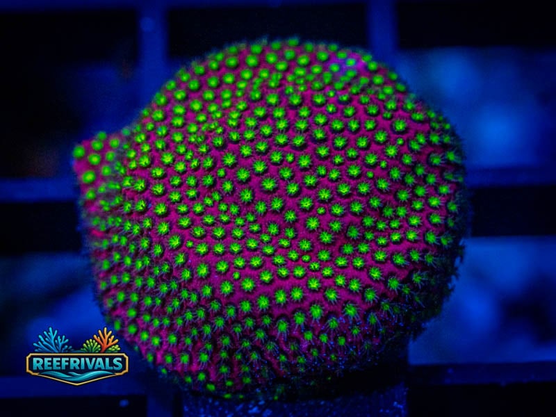 ECC Electric Daisy Stylo WYSIWYG coral image | ReefRivals ECC Electric Daisy Stylo coral image from ReefRivals, listed as Stylocoeniella spp. and SPS Branching