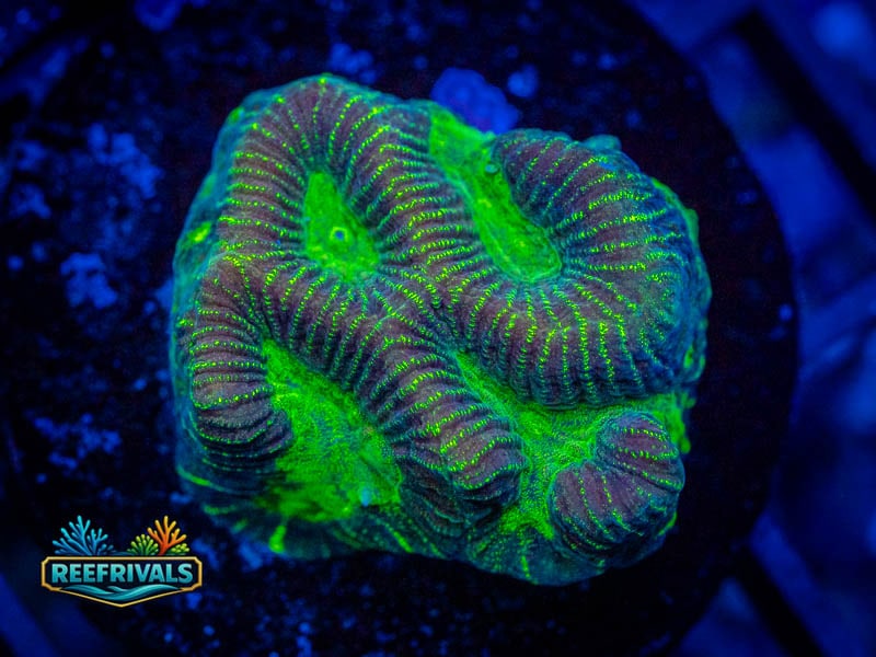 JF High Voltage Maze Platygyra coral image from ReefRivals, listed as Platygyra sp. and Encrusting