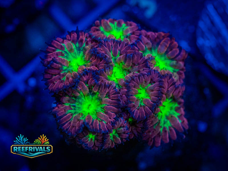 TSA Bouncing Betty Merletti Blasto coral image from ReefRivals, listed as Blastomussa sp. and LPS Fleshy