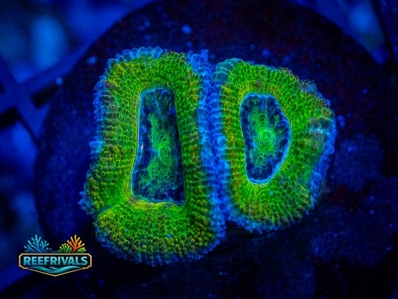WWC Green Orge Aussie Lord coral image from ReefRivals, listed as Micromussa sp. and Acans