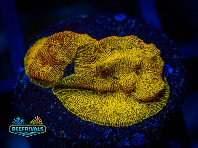 RVL 24K Lepto WYSIWYG coral image | ReefRivals RVL 24K Lepto coral image from ReefRivals, listed as Leptoseris sp. and Encrusting