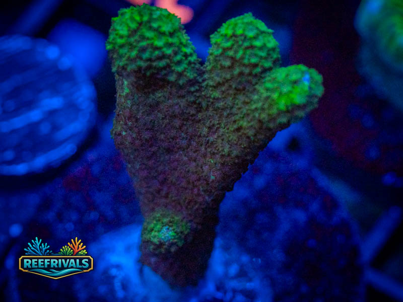 TSA Lime Digitata Montipora WYSIWYG coral image | ReefRivals TSA Lime Digitata Montipora coral image from ReefRivals, listed as Montipora sp. and Montis