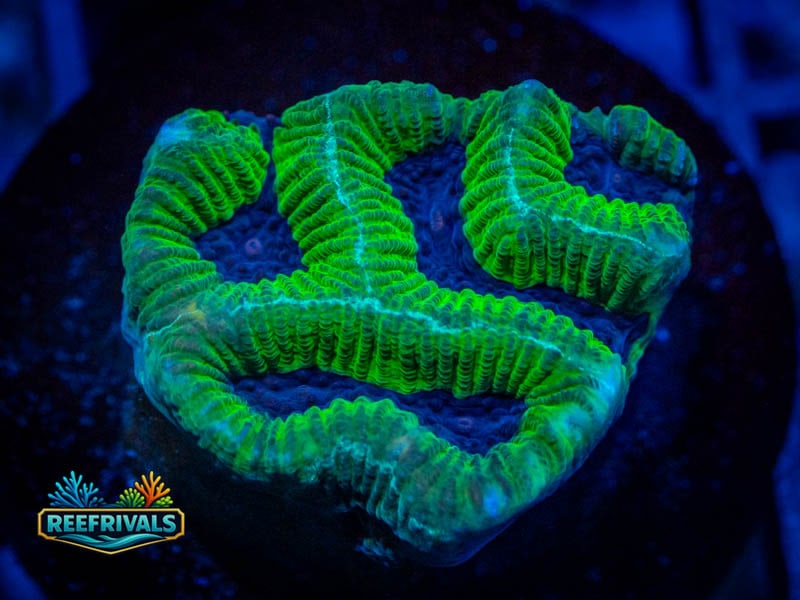 QCC Icy River Platy coral image from ReefRivals, listed as Platygyra sp. and Encrusting