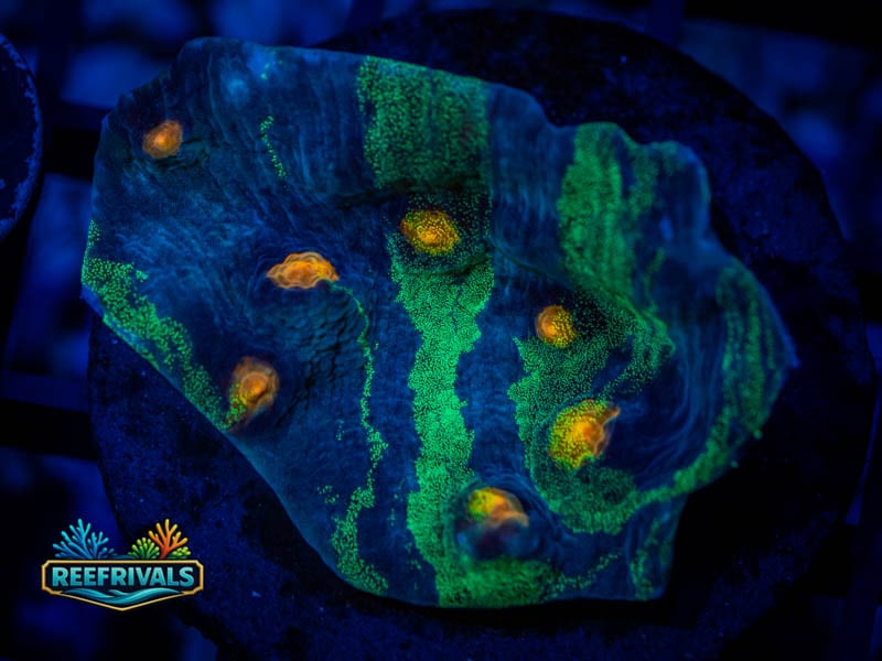 RVL Rainbow Chalice (Show Grade) WYSIWYG coral image | ReefRivals RVL Rainbow Chalice (Show Grade) coral image from ReefRivals, listed as Echinophyllia sp. and Chalices