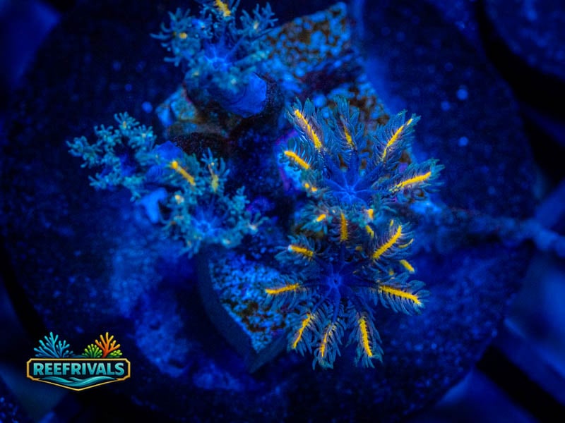 ECC Candy Corn Clove Polyps coral image from ReefRivals, listed as Clavularia sp. and Soft Coral