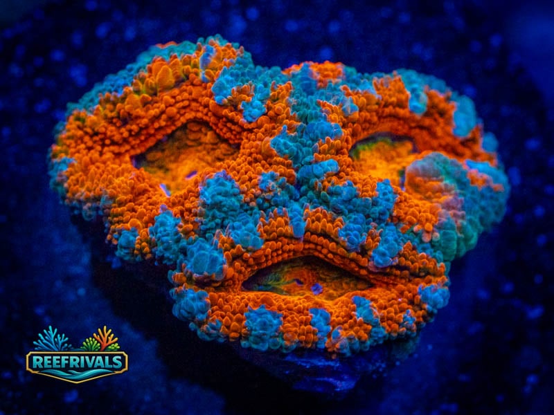 RVL Smiley Acan coral image from ReefRivals, listed as Micromussa sp. and Acans