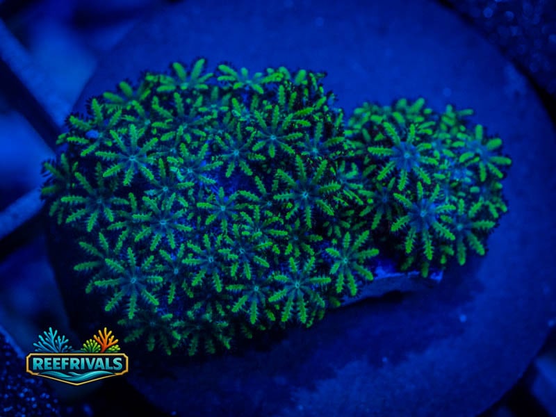 RVL Blue Core GSP coral image from ReefRivals, listed as Briareum sp. and Soft Coral