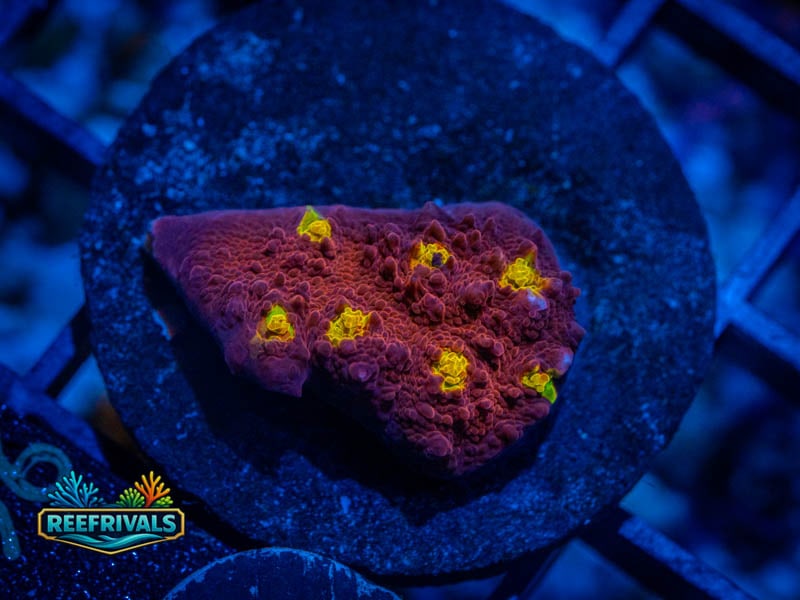 WWC Jelly Bean Chalice coral image from ReefRivals, listed as Echinophyllia sp. and Chalices