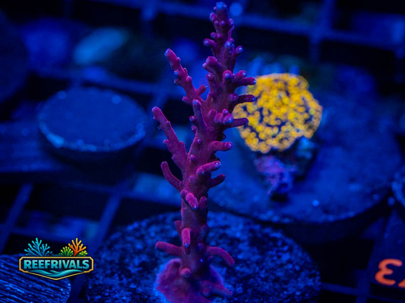 RVL Bloody Sunday Acro coral image from ReefRivals, listed as Acropora sp. and Acros