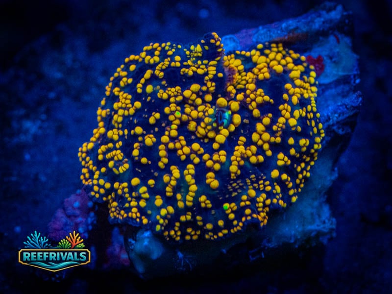 WWC Interstellar Disco Mushroom WYSIWYG coral image | ReefRivals WWC Interstellar Disco Mushroom coral image from ReefRivals, listed as Discosoma sp. and Mushrooms