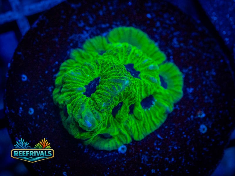 TSA Beast Boy Favia WYSIWYG coral image | ReefRivals TSA Beast Boy Favia coral image from ReefRivals, listed as Favia sp. and Favias