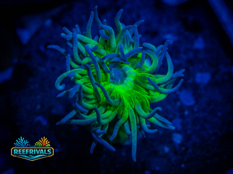 RVL Soul Catcher Duncan coral image from ReefRivals, listed as Duncanopsammia axifuga and Duncans