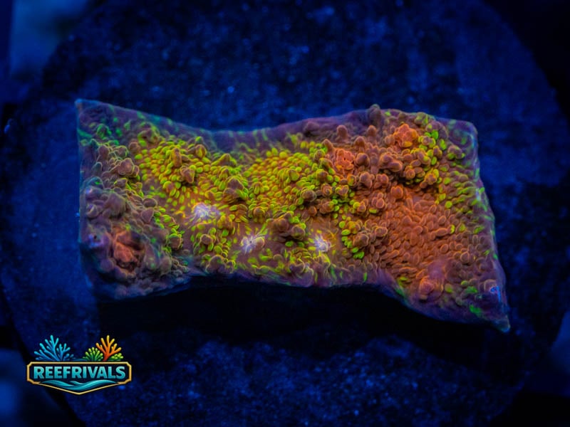 RVL Space Dust Chalice coral image from ReefRivals, listed as Echinophyllia sp. and Chalices