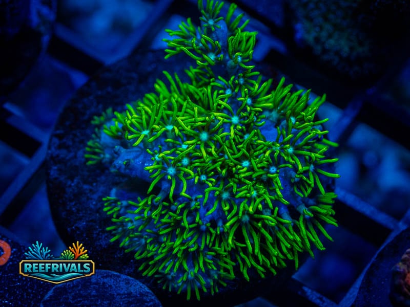 RVL Blue Core GSP WYSIWYG coral image | ReefRivals RVL Blue Core GSP coral image from ReefRivals, listed as Briareum sp. and Soft Coral