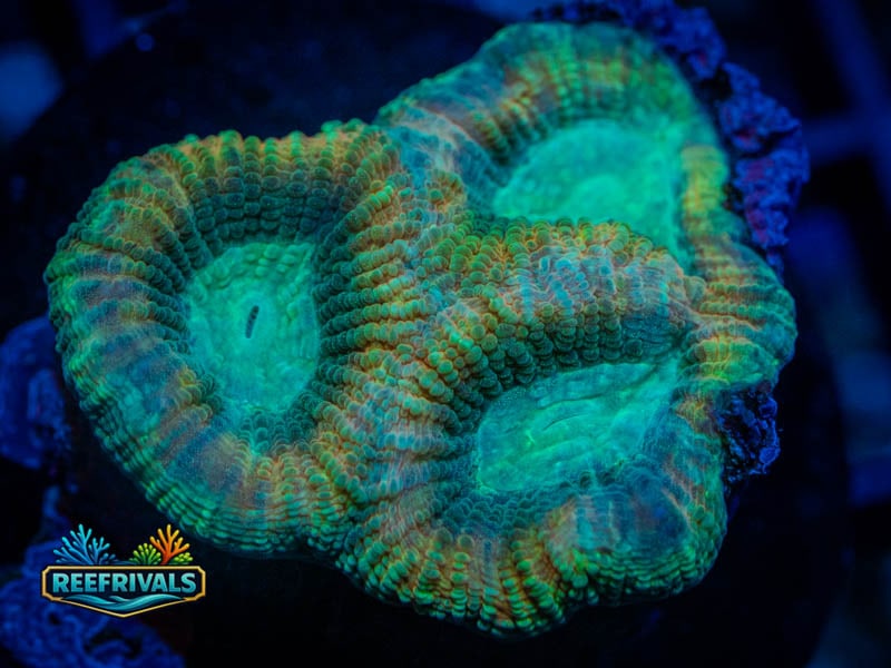 RA Dragon Slayer Favia coral image from ReefRivals, listed as Favia sp. and Favias