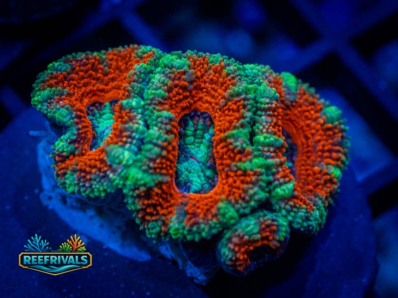 RVL Christmas Acan coral image from ReefRivals, listed as Micromussa sp. and Acans