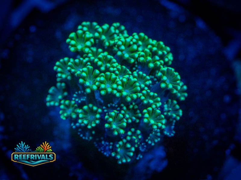 CA Aussie Spearmint Alveopora coral image from ReefRivals, listed as Alveopora sp. and LPS Fleshy
