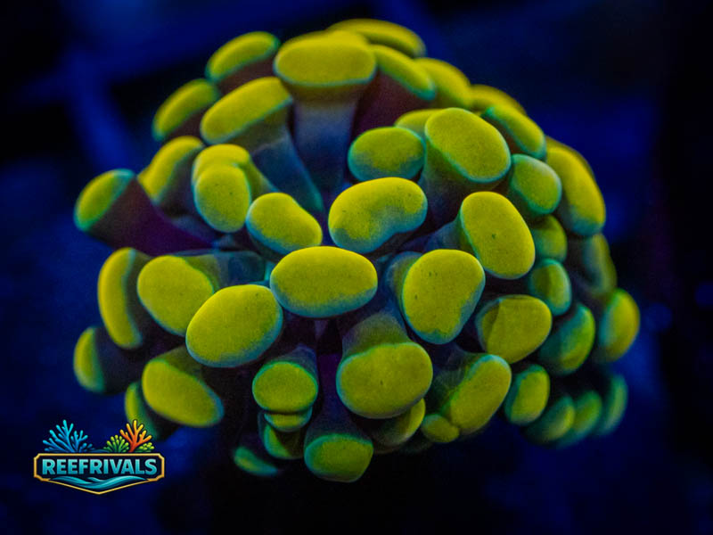 RVL Golden Eye Hammer WYSIWYG coral image | ReefRivals RVL Golden Eye Hammer coral image from ReefRivals, listed as Fimbriaphyllia ancora and Hammers