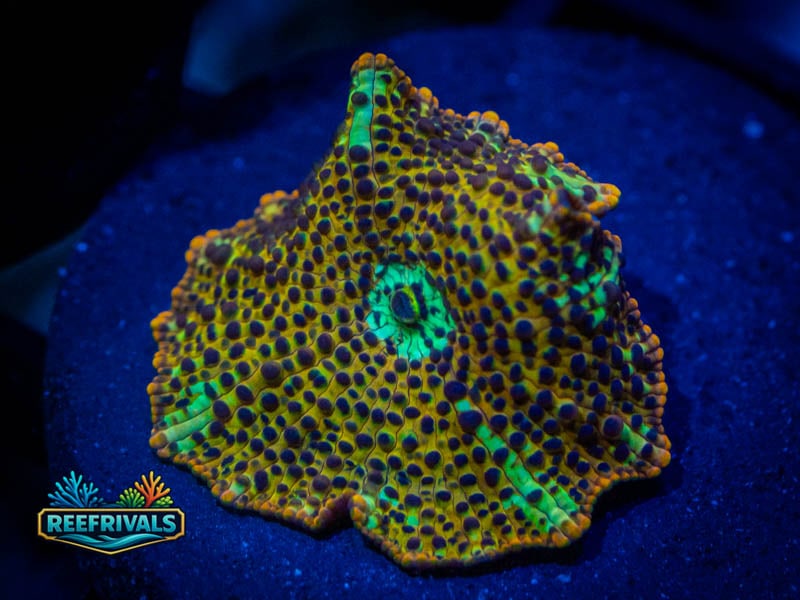 RVL Leopard Skin Disco coral image from ReefRivals, listed as Discosoma spp. and Mushrooms