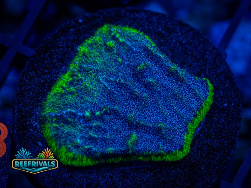 TSA blueberry Haze Psammocora coral image from ReefRivals, listed as Psammocora sp. and Encrusting
