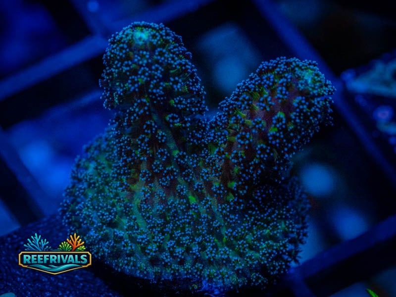 RVL Dirt Road Stylo coral image from ReefRivals, listed as Stylophora sp. and SPS Branching