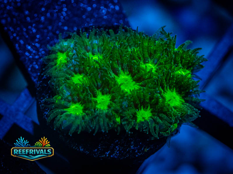 WWC Neon Leptastrea coral image from ReefRivals, listed as Leptastrea sp. and Encrusting